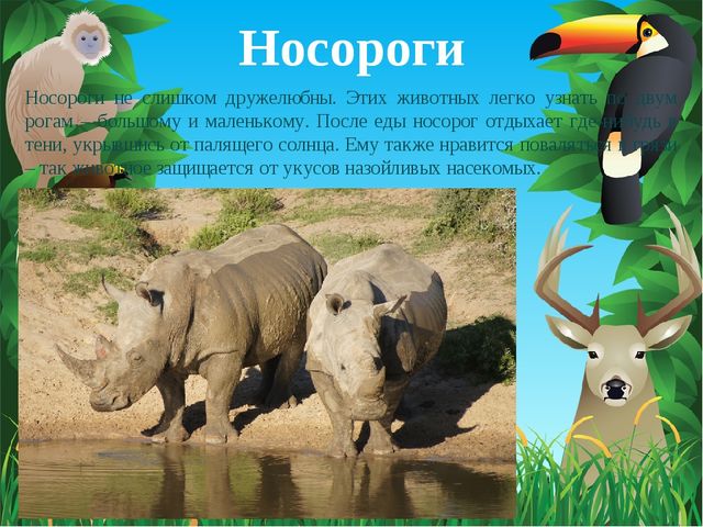 Животные Африки. Презентация по окружающему миру