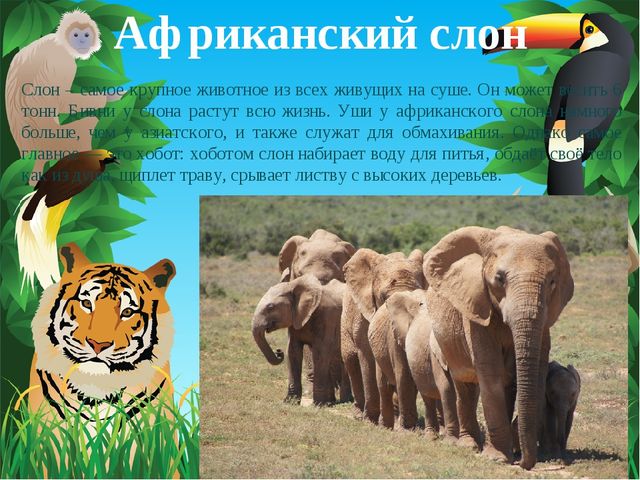 Животные Африки. Презентация по окружающему миру