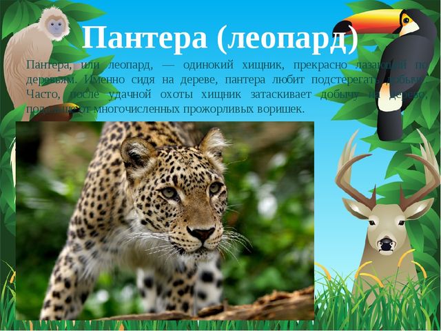 Животные Африки. Презентация по окружающему миру