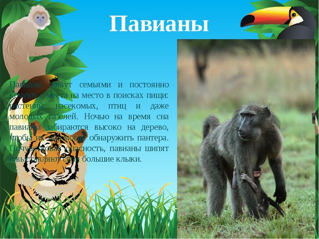 Животные Африки. Презентация по окружающему миру