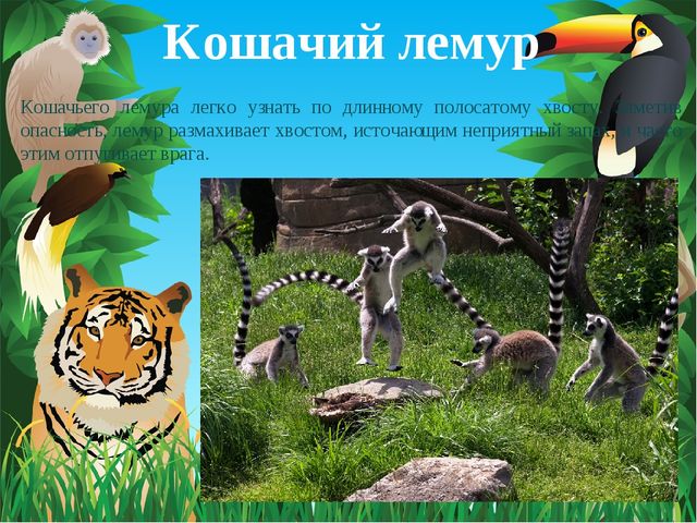 Животные Африки. Презентация по окружающему миру