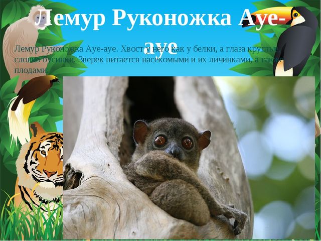 Животные Африки. Презентация по окружающему миру