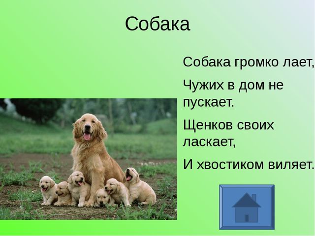 Собака громко. Собачка голосистая. Диктант собака громко лает. Собака громко лает. Когда щенок начинает лаять.