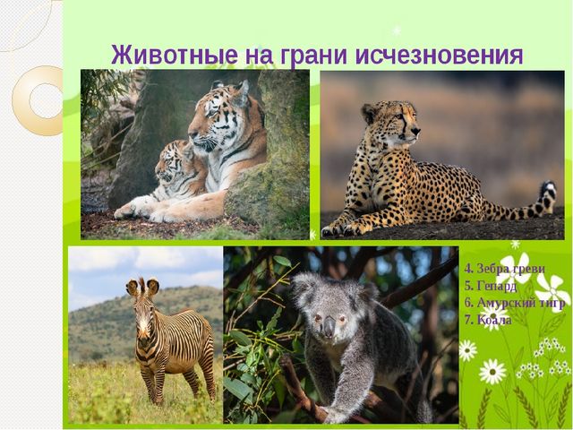 Охрана природы. Презентация