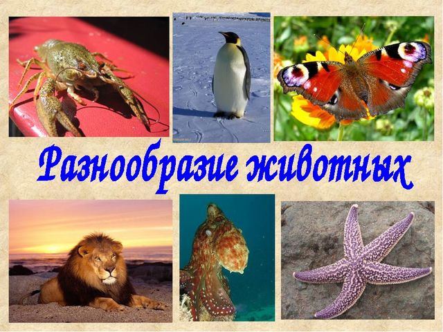Разнообразие животных. Презентация по ознакомлению с окружающим миром