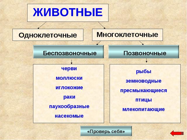 Разнообразие животных. Презентация по ознакомлению с окружающим миром