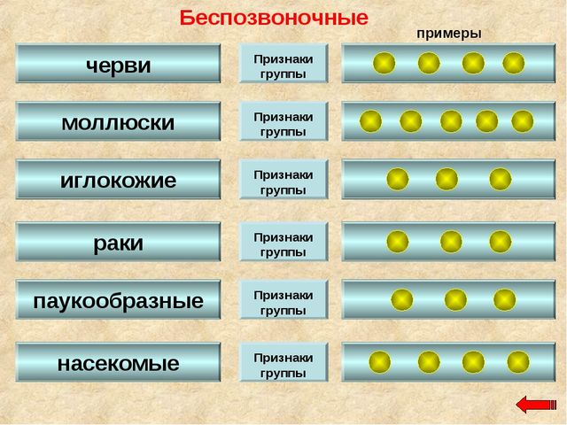 Разнообразие животных. Презентация по ознакомлению с окружающим миром