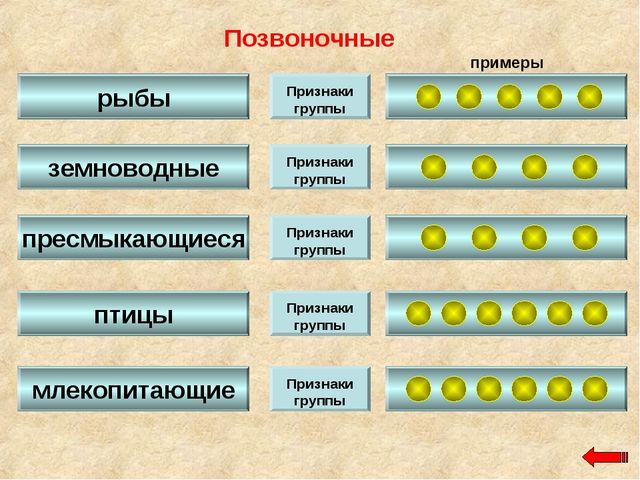 Разнообразие животных. Презентация по ознакомлению с окружающим миром