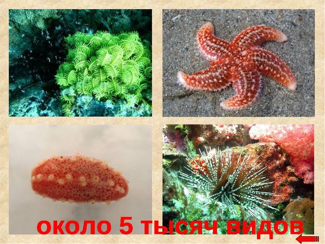Разнообразие животных. Презентация по ознакомлению с окружающим миром