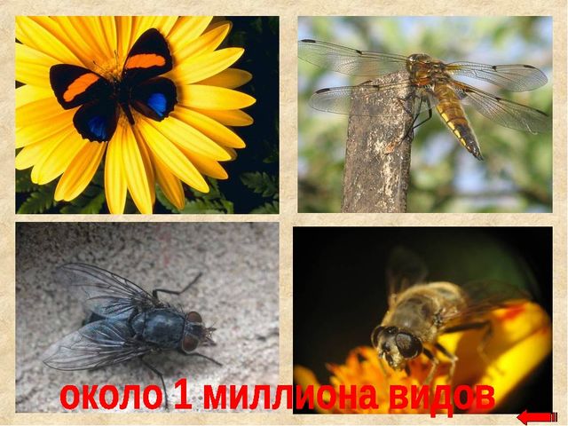 Разнообразие животных. Презентация по ознакомлению с окружающим миром