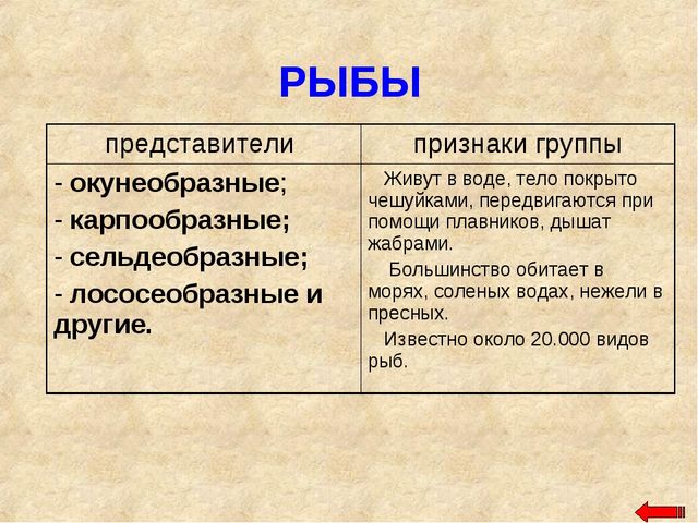 Разнообразие животных. Презентация по ознакомлению с окружающим миром