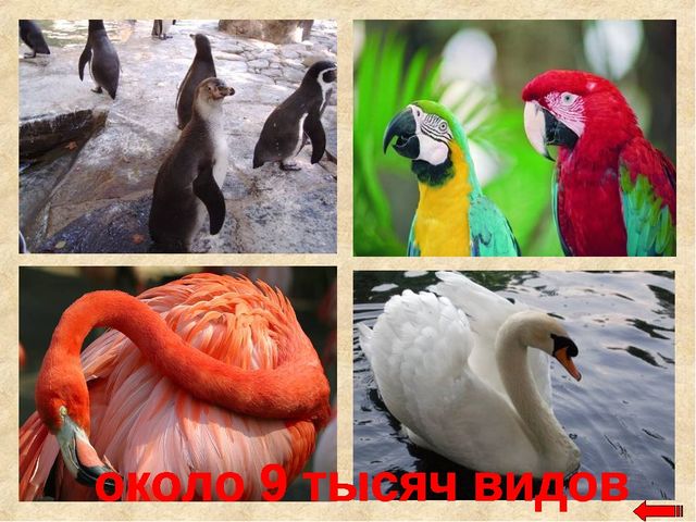 Разнообразие животных. Презентация по ознакомлению с окружающим миром