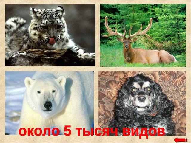 Разнообразие животных. Презентация по ознакомлению с окружающим миром
