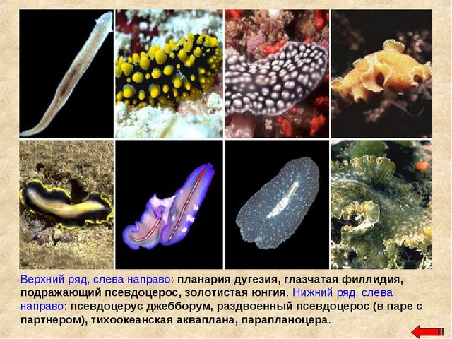 Разнообразие животных. Презентация по ознакомлению с окружающим миром