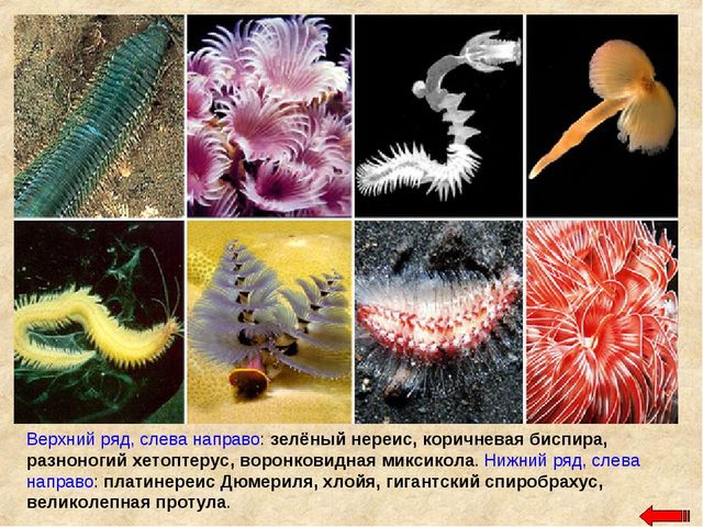 Разнообразие животных. Презентация по ознакомлению с окружающим миром