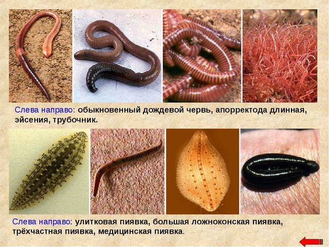 Разнообразие животных. Презентация по ознакомлению с окружающим миром