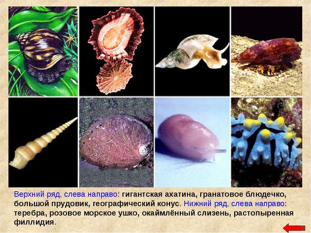Разнообразие животных. Презентация по ознакомлению с окружающим миром