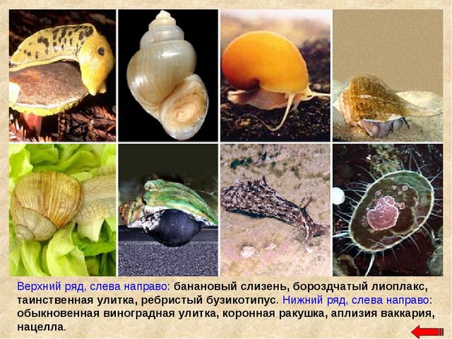 Разнообразие животных. Презентация по ознакомлению с окружающим миром