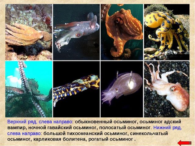 Разнообразие животных. Презентация по ознакомлению с окружающим миром