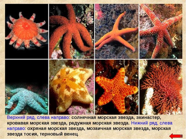 Разнообразие животных. Презентация по ознакомлению с окружающим миром