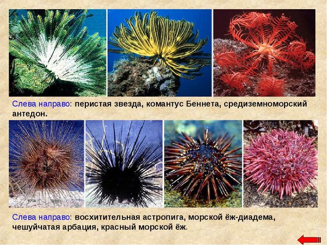 Разнообразие животных. Презентация по ознакомлению с окружающим миром