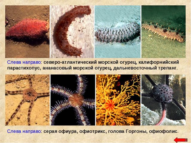 Разнообразие животных. Презентация по ознакомлению с окружающим миром