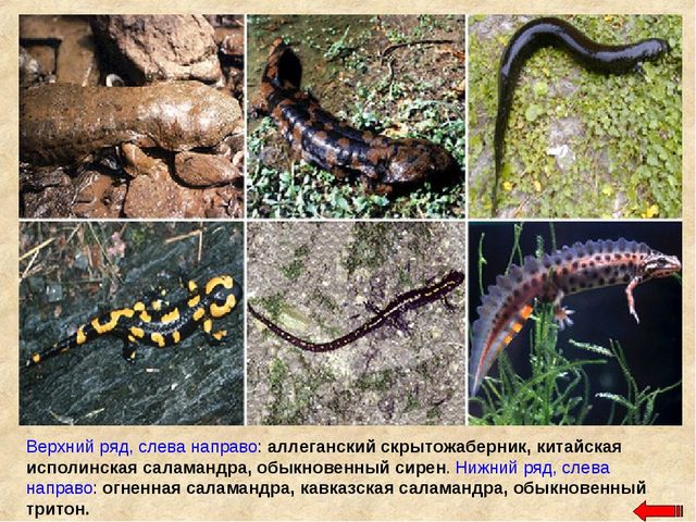 Разнообразие животных. Презентация по ознакомлению с окружающим миром