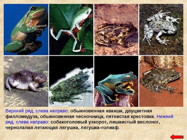 Разнообразие животных. Презентация по ознакомлению с окружающим миром