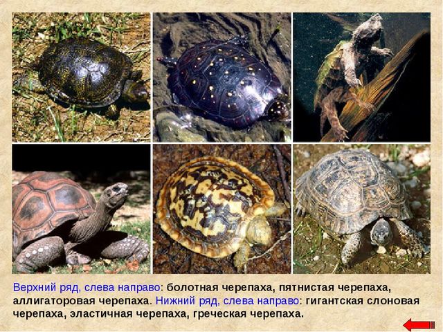 Разнообразие животных. Презентация по ознакомлению с окружающим миром