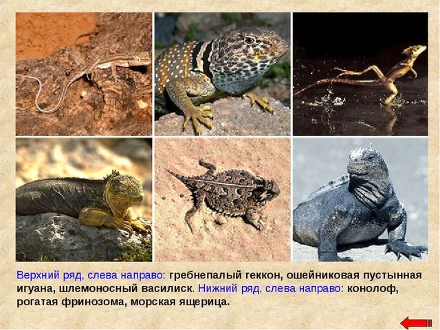 Разнообразие животных. Презентация по ознакомлению с окружающим миром