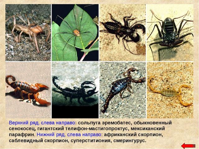 Разнообразие животных. Презентация по ознакомлению с окружающим миром