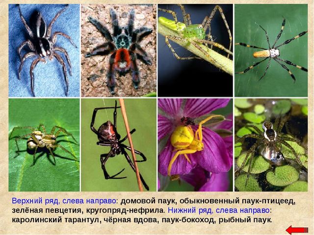 Разнообразие животных. Презентация по ознакомлению с окружающим миром