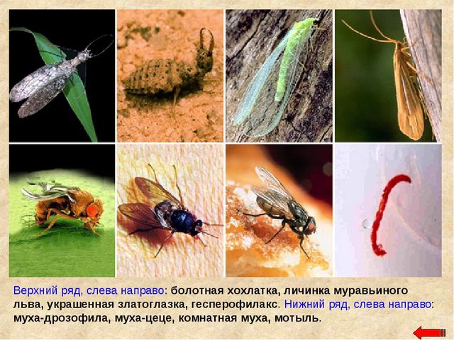 Разнообразие животных. Презентация по ознакомлению с окружающим миром