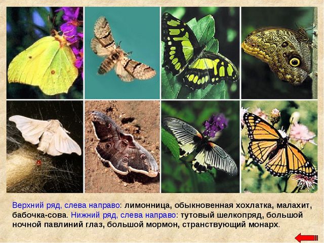 Разнообразие животных. Презентация по ознакомлению с окружающим миром