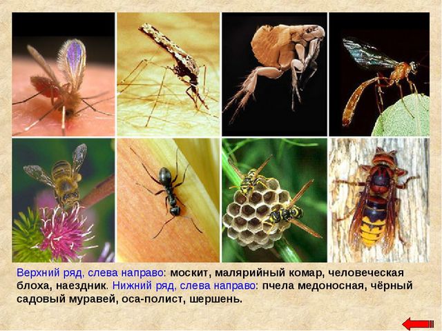 Разнообразие животных. Презентация по ознакомлению с окружающим миром