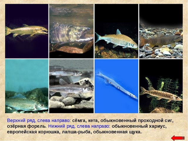 Разнообразие животных. Презентация по ознакомлению с окружающим миром