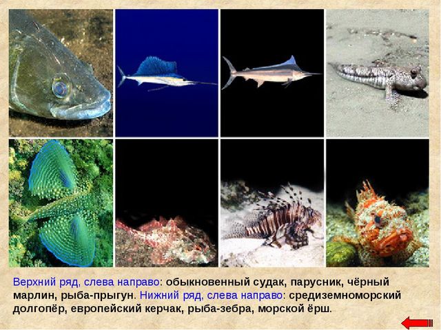 Разнообразие животных. Презентация по ознакомлению с окружающим миром
