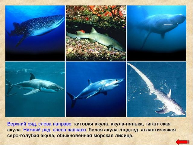 Разнообразие животных. Презентация по ознакомлению с окружающим миром