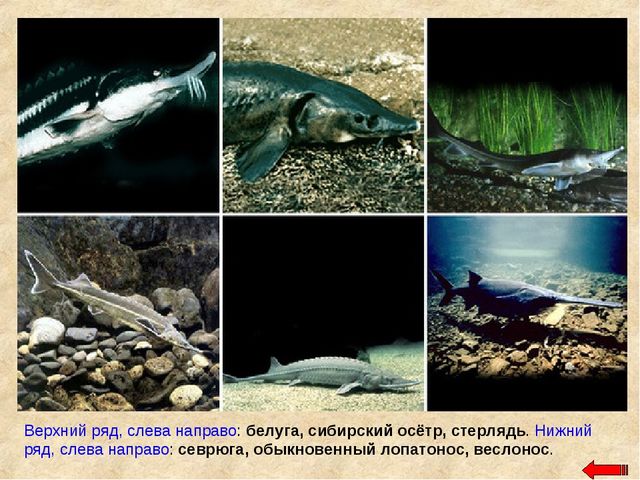 Разнообразие животных. Презентация по ознакомлению с окружающим миром