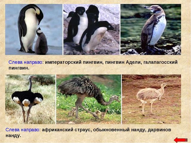 Разнообразие животных. Презентация по ознакомлению с окружающим миром