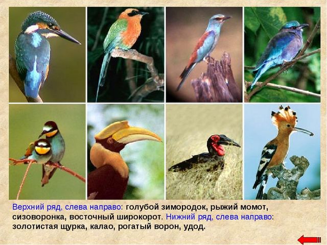 Разнообразие животных. Презентация по ознакомлению с окружающим миром