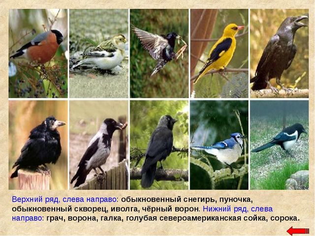 Разнообразие животных. Презентация по ознакомлению с окружающим миром