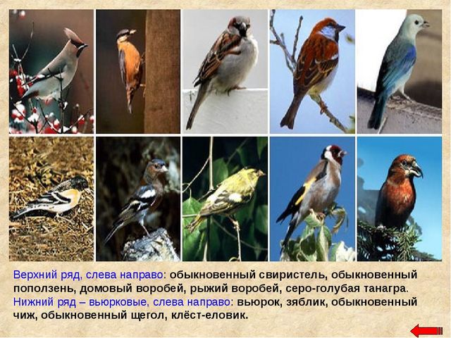 Разнообразие животных. Презентация по ознакомлению с окружающим миром