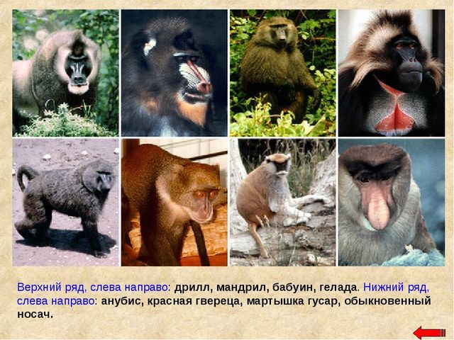 Разнообразие животных. Презентация по ознакомлению с окружающим миром