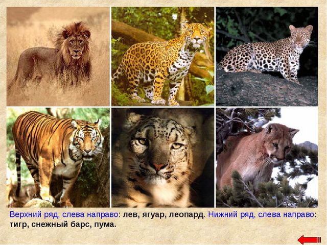 Разнообразие животных. Презентация по ознакомлению с окружающим миром