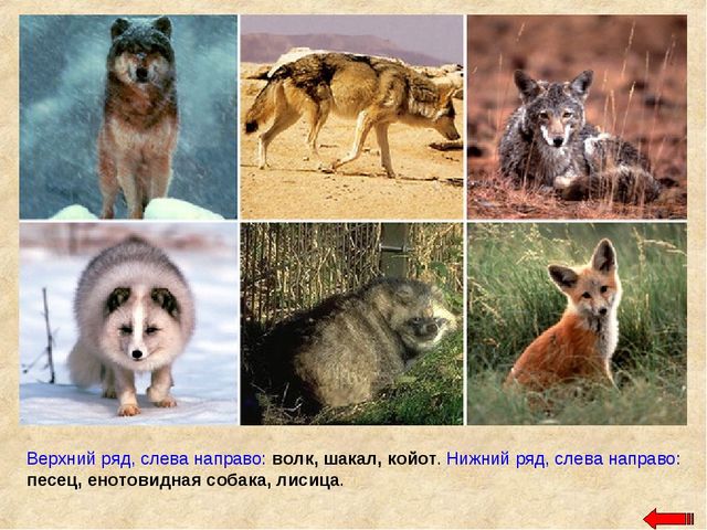 Разнообразие животных. Презентация по ознакомлению с окружающим миром