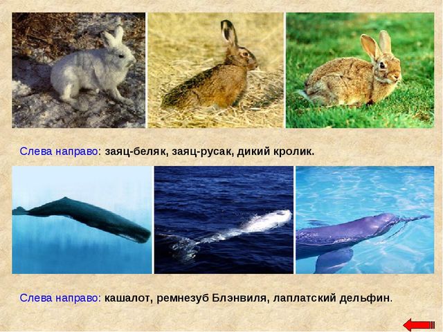 Разнообразие животных. Презентация по ознакомлению с окружающим миром