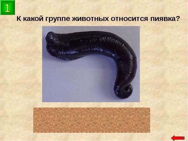 Разнообразие животных. Презентация по ознакомлению с окружающим миром
