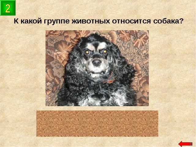 Разнообразие животных. Презентация по ознакомлению с окружающим миром