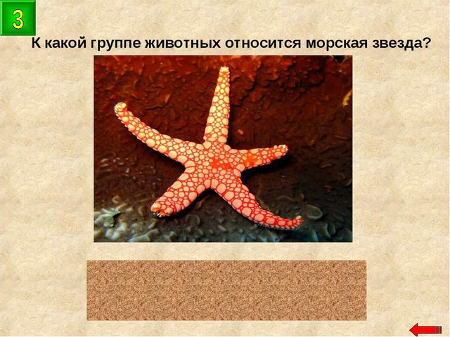 Разнообразие животных. Презентация по ознакомлению с окружающим миром